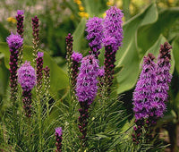 Blazing Star Gayfeather Liatris Spicata – Tall Perennial Flower Seeds