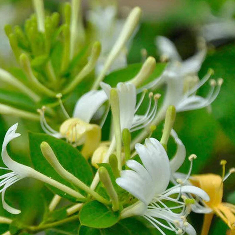 Dwarf Honeysuckle Lonicera Xylosteum – Perennial Garden Flower Seeds