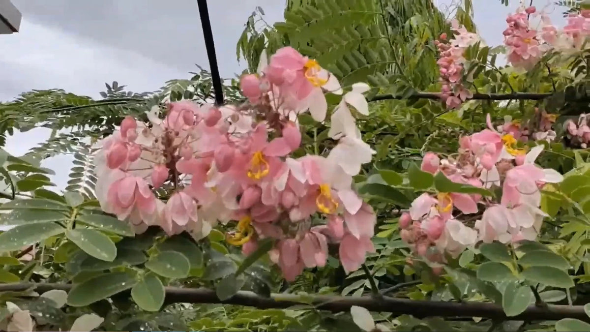 Pink Shower Cassia Javanica – Fragrant Flowering Tree Seeds