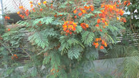 Caesalpinia Pulcherrima Seeds Barbados Flowering Shrub Tree Bird Of Paradise – Hardy Flower Seeds