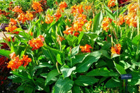 Cannova Orange Shades Canna – Perennial Flower Seeds