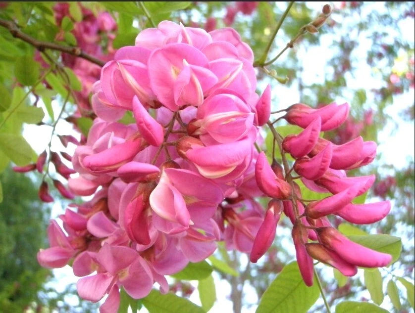 Robinia Hispida – Cold Hardy Flowering Bristly Locust Seeds