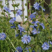 Chicory – Hardy Wildflower Seeds