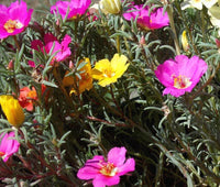 Moss Rose Mix Portulaca Grandiflora – Colorful Perennial Flower Seeds