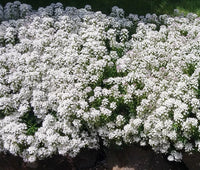 Candytuft White Iberis Sempervirens – Perennial Garden Flower Seeds