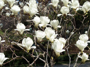 Magnolia Denudata Yulan Jade Lily Tree Seeds