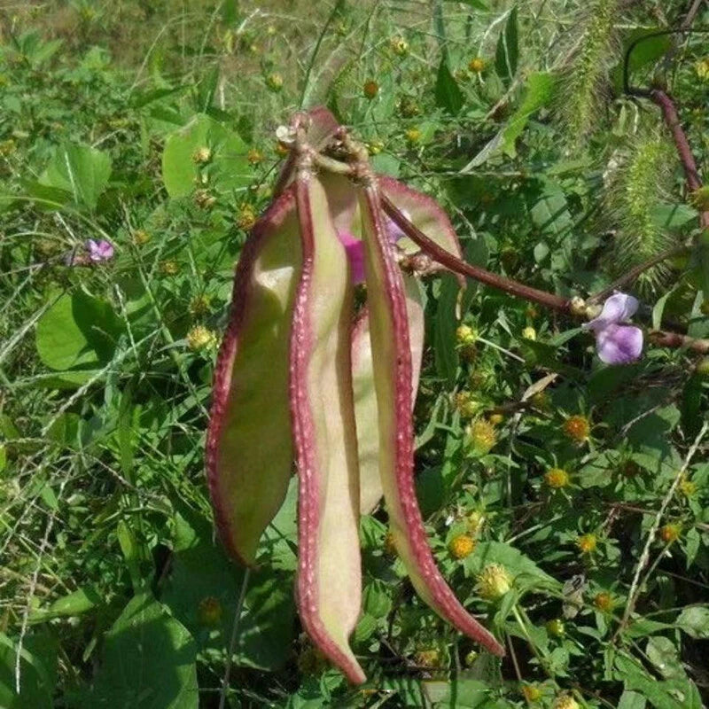 Lablab Purpureus Hyacinth Bean Nitrogen Fixing Vegetable Seeds