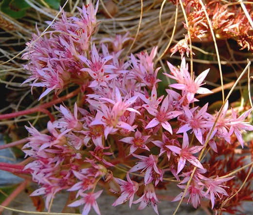 Sedum Purple Carpet Stonecrop Sedum Spurium Coccineum – Ground Cover Seeds