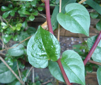 Malabar Spinach Red Stem Basella Rubra – Edible Vine Vegetable Seeds
