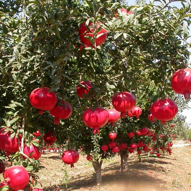 Punica Granatum – Fruit Tree Seeds