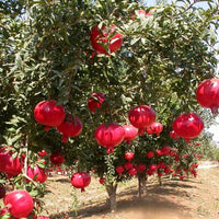 Punica Granatum – Fruit Tree Seeds