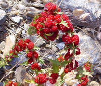 Strawberry Spinach Chenopodium Foliosum Hardy Vegetable Seeds