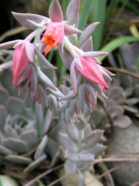 Echeveria Runyonii Crassulaceae Seedum Succulent
