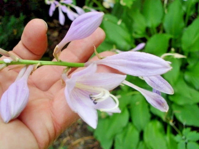 Royal Standard Hosta – Shade Perennial Flower Seeds