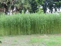 White Jute Corchorus Capsularis Herb Vegetable Seeds