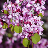 Western Redbud Cercis Occidentalis Cold Hardy Flowering Tree Seeds