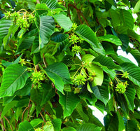 Happy Tree – Fruit Tree Seeds