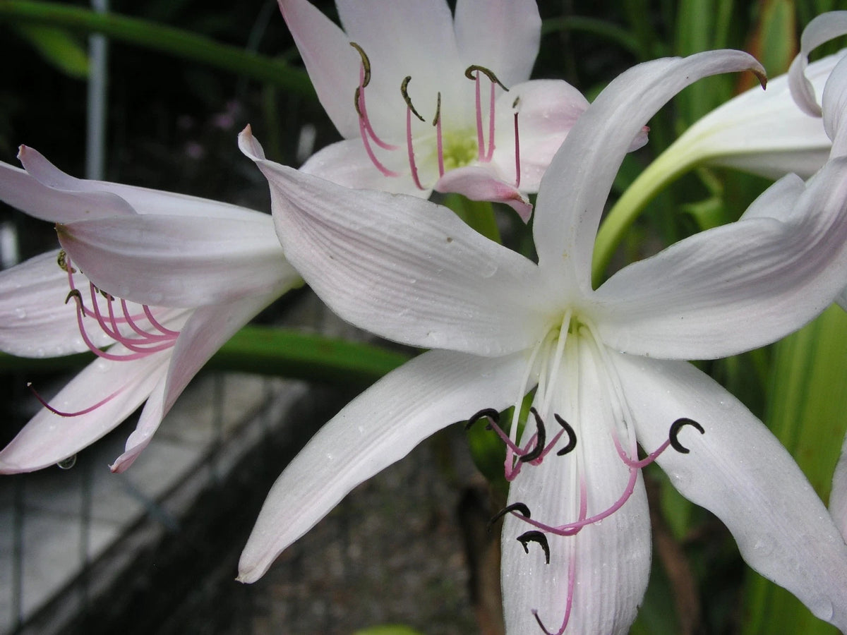 Crinum Lily Pink Perfume Small-size Bulb New Fragrant - Flower Seeds