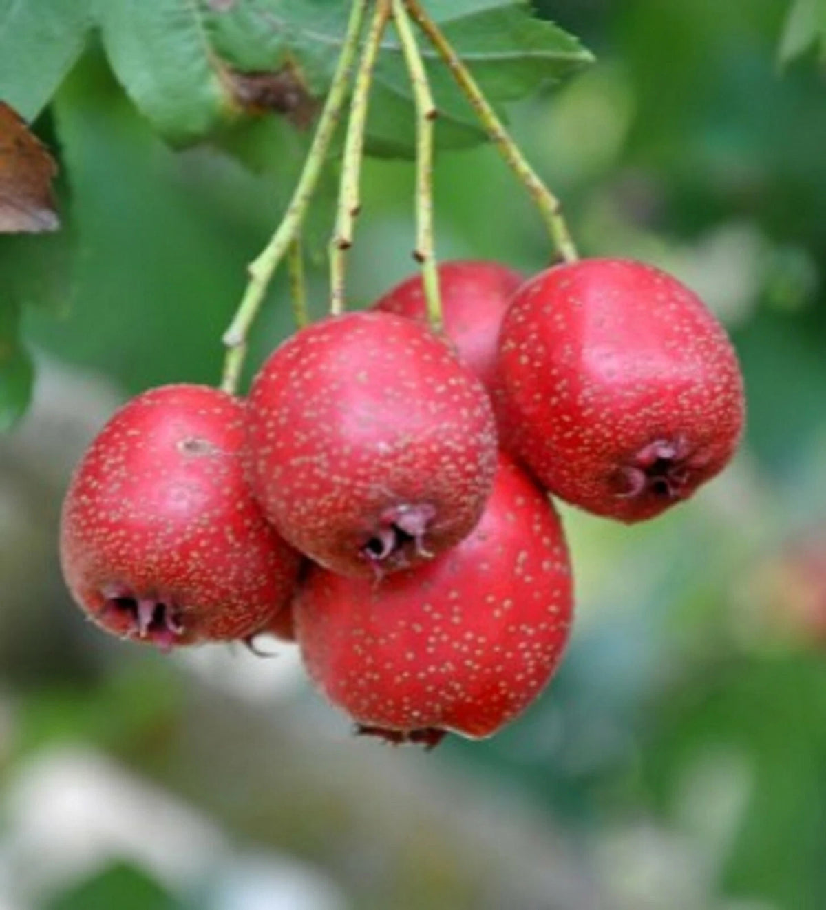 Hawthorn Crataegus Pinnatifida Chinese Hawthorn Tree Seeds