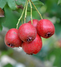 Hawthorn Crataegus Pinnatifida Chinese Hawthorn Tree Seeds