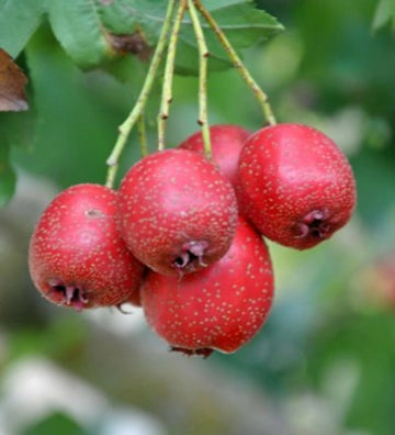 Hawthorn Crataegus Pinnatifida Chinese Hawthorn Tree Seeds