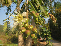 Duabanga Grandiflora – Evergreen Shade Tree Seeds