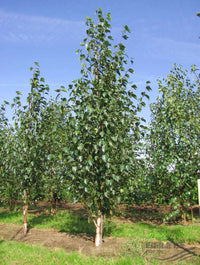 Chinese Red Birch – Perennial Fruit Seeds for Planting