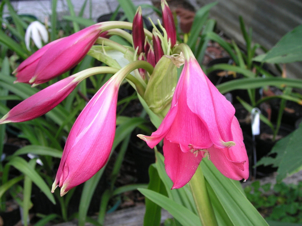 Crinum Lily Rose – Garden Flower Seeds