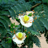 Delonix Elata – Tropical White Gulmohar Bonsai Tree Seeds
