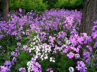 Hesperis Matronalis Seeds Fragrant Purple Dames Rocket Flowers – Fragrant, Colorful Flower Seeds