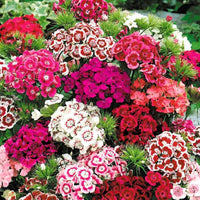 Sweet William Tall Double Dianthus Seeds - Flower Seeds