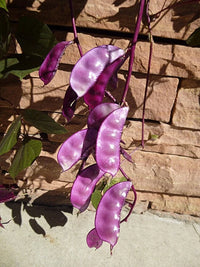 Lablab Purpureus Hyacinth Bean Vine Nitrogen Fixing Seeds