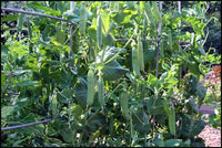 Lincoln Pea Seeds – Garden Vegetable Seeds