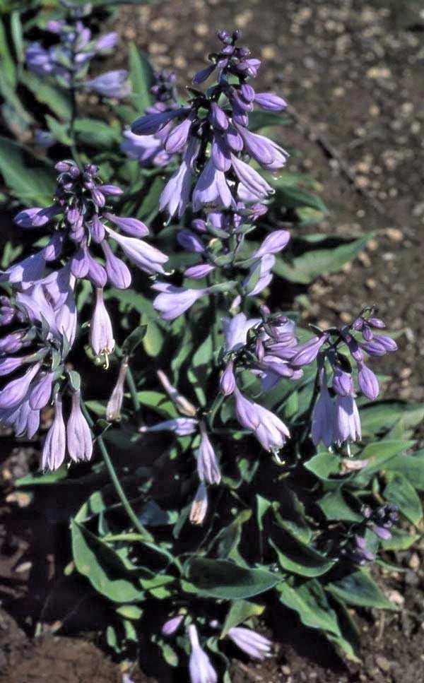 Pearl Lake Hosta – Hardy Perennial Garden Flower Seeds