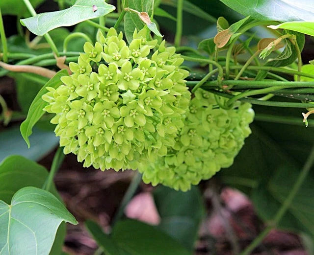 Dregea Volubilis Green Wax Flower Vine Seeds