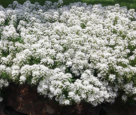 Candytuft White Iberis Sempervirens – Perennial Garden Flower Seeds
