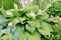 Hosta Birchwood Elegance – Shade Tolerant Garden Flower Seeds