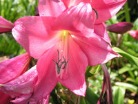 Crinum Lily Magenta Lady Medium-size Bulb - Flower Seeds