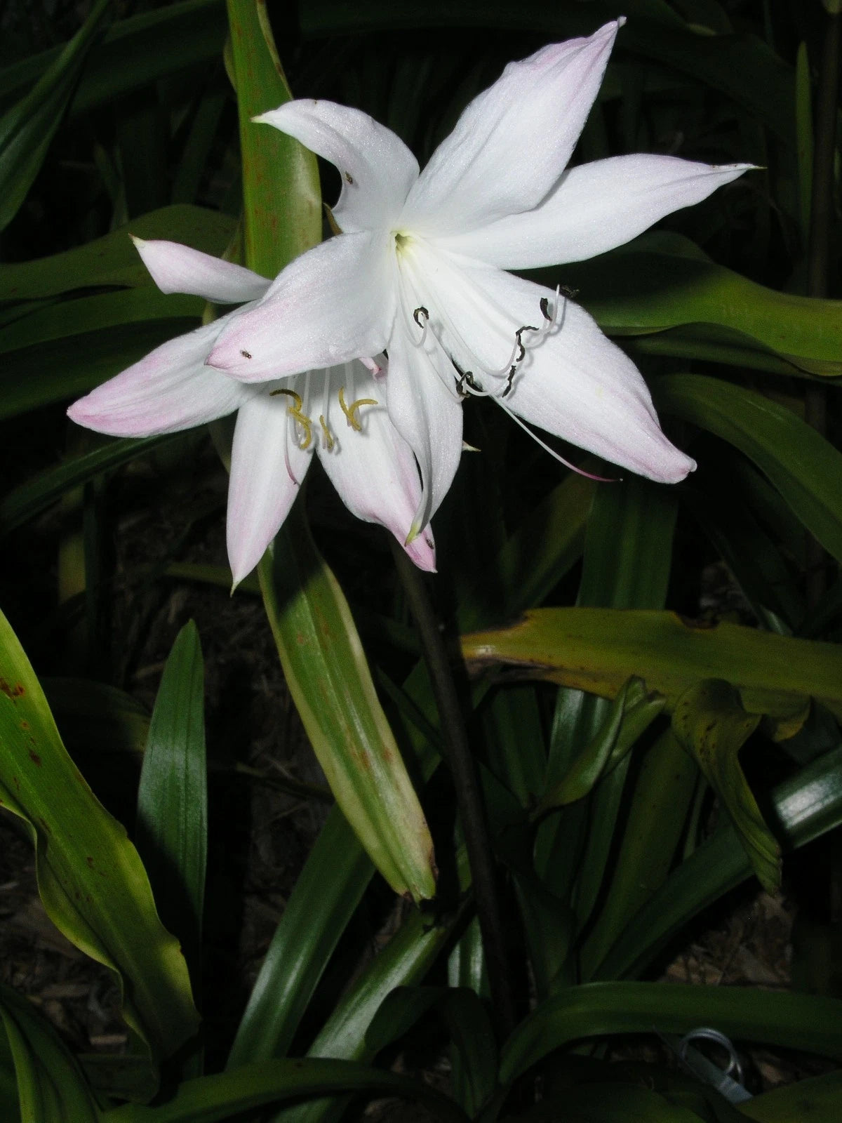 Crinum Lily Elusive – Garden Flower Seeds