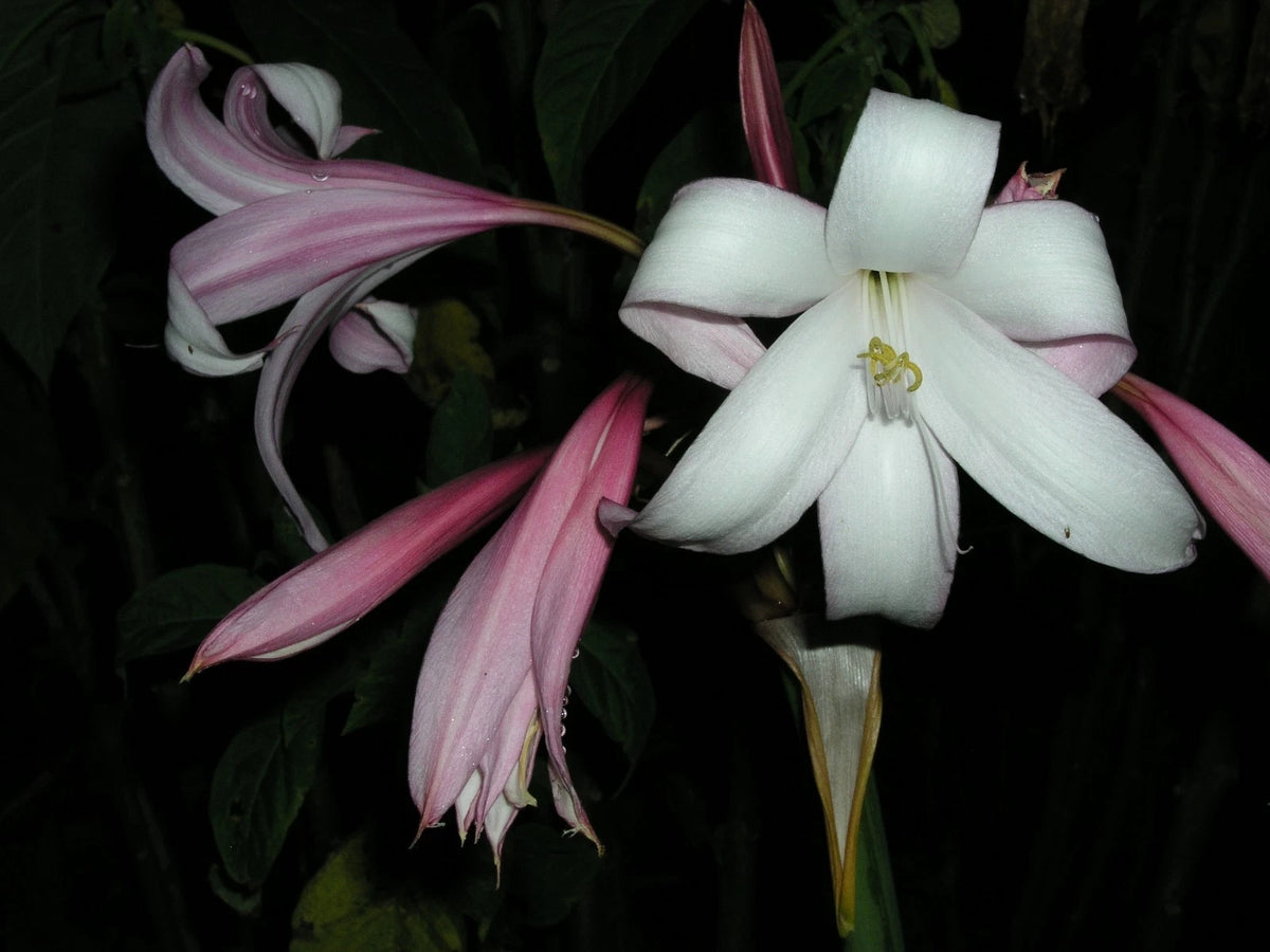 Crinum Lily Mexican Jumbo Blooming-Size Bulb New Rare