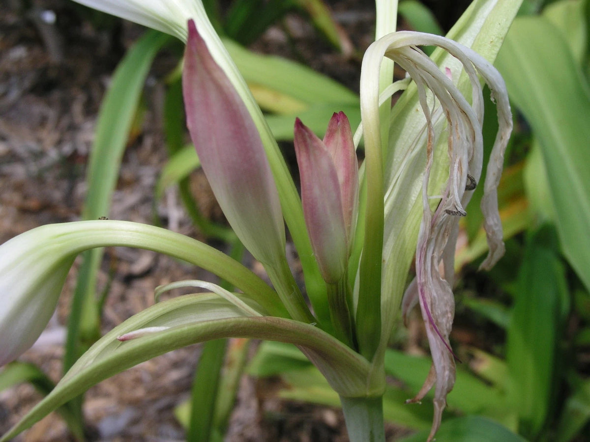Crinum Lily Maidens – Fragrant Flower Seeds