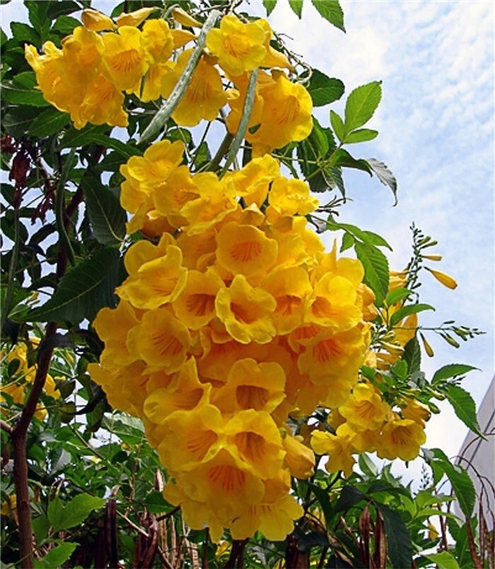 Tecoma Stans Yellow Elder Trumpet Flowering Tree Seeds