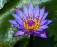 Nymphaea Nouchali – Fragrant Blue Water Lily Aquatic Seeds