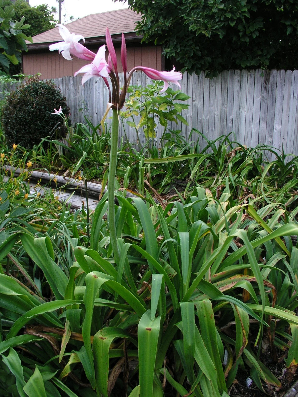 Crinum Lily Mexican Small-size Bulb New - Flower Seeds