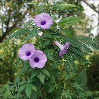 Cairo Morning Glory Ipomoea Cairica – Climbing Garden Flower Seeds