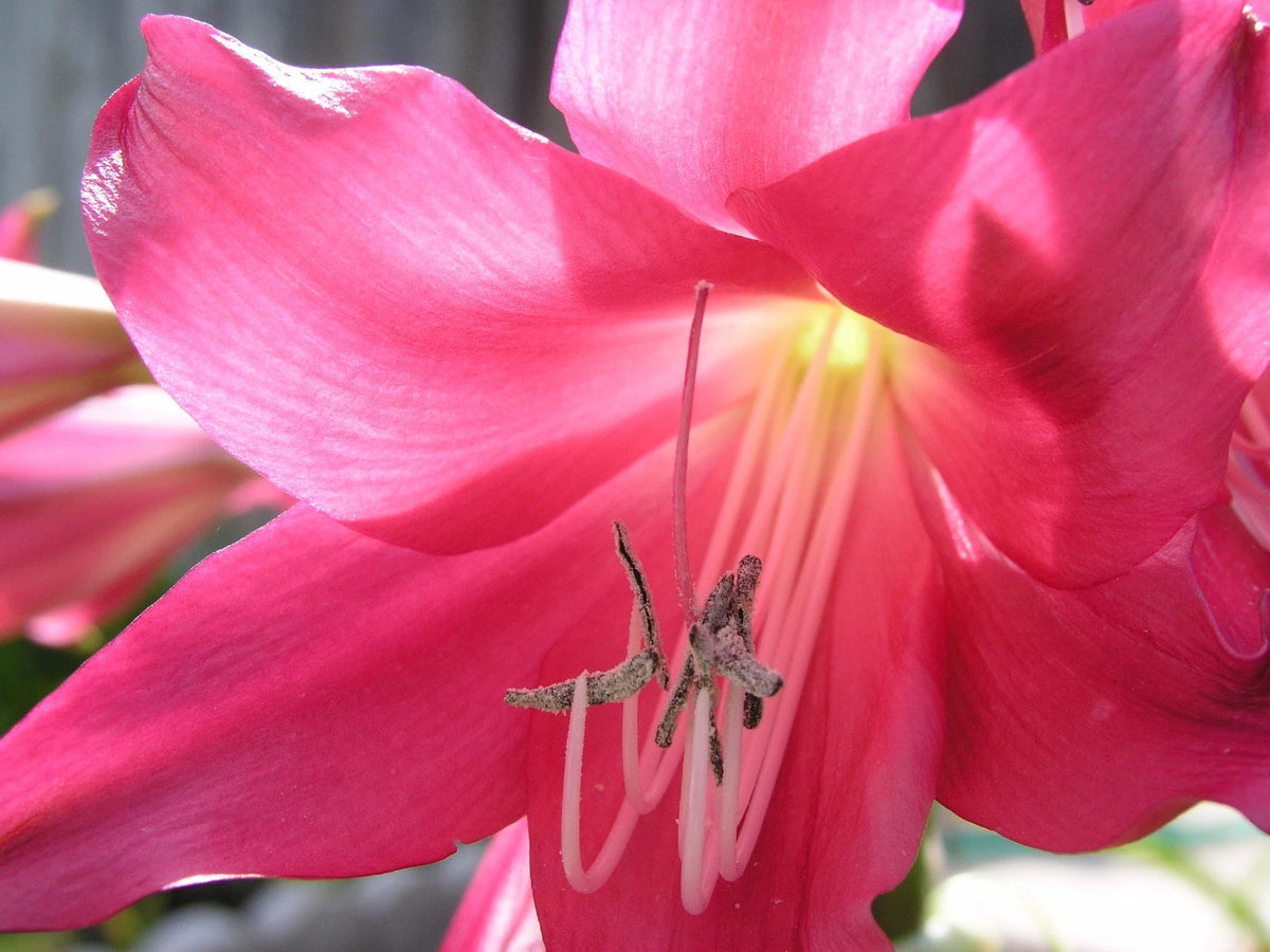 Crinum Lily Oh This Is Outrageous Jumbo Blooming-size Bulb New -