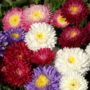 Aster Powder Puff Callistephus White Pink Purple Flower Seeds