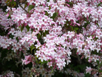 Kolkwitzia Amabilis Cold Hardy Flowering Shrub Seeds