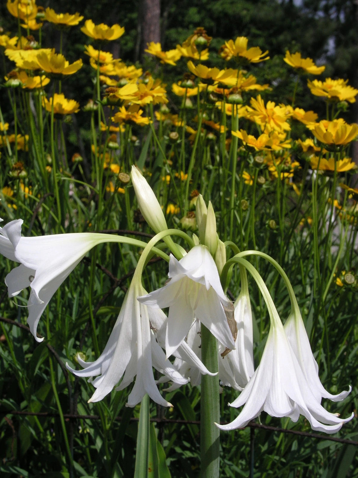 Crinum Lily Hawaiian Lily Small-Size Bulb