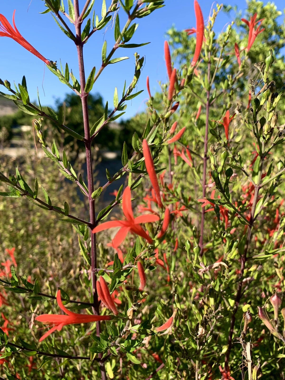 Flame Acanthus Anisacanthus Quadrifidus Wrightii – Perennial Flower Seeds